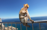 Barbary Macaques (Macaca sylvanus) trying to unwrap a sweet on the Roc