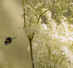 Bumble Bee