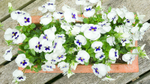 COLOUR -  WEEK #23