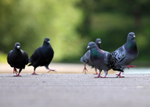 Pigeions on a side walk in Bristol_0434