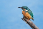 Kingfisher Alcedo Atthis080