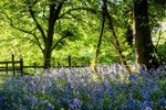 Bluebell wood, Siddington (2)
