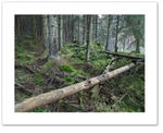 Pick Up Sticks  ♦ THRUNTON WOOD