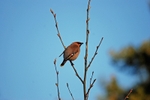 Waxwing