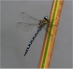 Migrant hawker