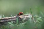 Insects _ AN 029