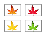 20141102 Autumnal leaves 1