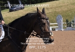 BPP_1175