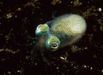 Sepiola atlantica