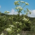 Hemlock, Carrot Fern (Conium maculatum)