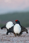 Black grouse at dawn