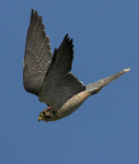 Lanner Falcon
