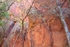 V-BAR-V PETROGLYPHS -SEDONA, ARIZONA