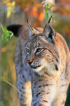 Lynx portfolio