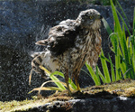 Coopers Hawk