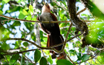 Squirrel cuckoo