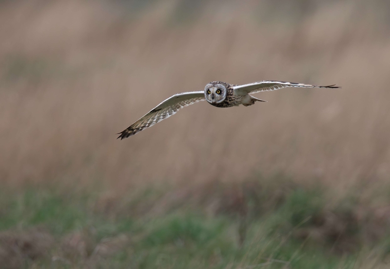 Short Eared Owl