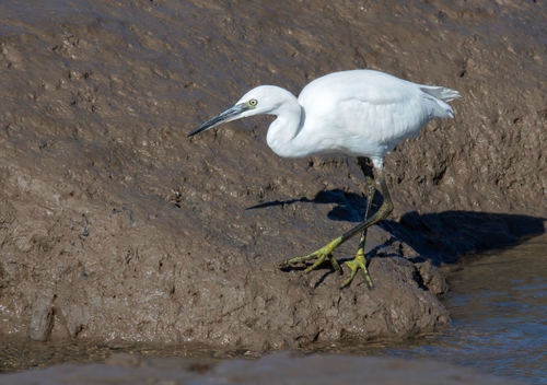 Little Egret (Egretta garzetta)