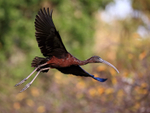 Glossy Ibis close fly-past, Wakodahatchee Wetlands, Florida