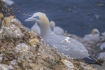 Gannets at Saltee Island, County Wexford, Irelad.