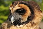 Asian Brown Wooded Owl