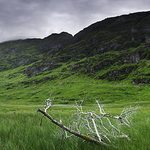 Dead Wood
