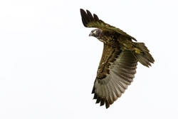 Buzzard in Flight