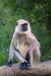 Langur Pose