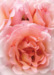 English Rose