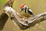 Middle-spotted Woodpecker
