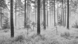 Diaphanous - New Forest