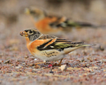 Two Bramblings feeding on the ground near the cattle pens at Otmoor