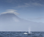 Blue Whale, Pico Mountain,Pico Island, Azores