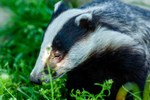 badger Meles meles-6557