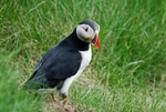 Puffin