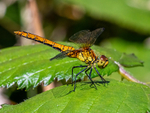 Ruddy Darter