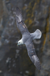 Fulmar in flight at Neist Point, Isle of Skye