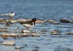 Oystercatcher - Haematopus ostralegus RPNP0065