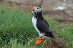 Puffin