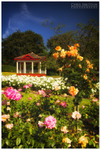 The Rose Gardens at Belfast Botanic Gardens (IMG0266)