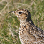 Skylark portfolio