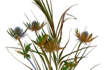 Thistle & Grass