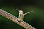 Rufous perched