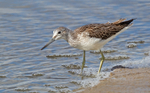 Greenshank - Tringa nebularia