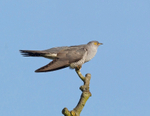 Cuckoo - Cuculus canorus