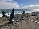 Great Auk memorial and...