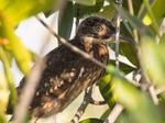 White Backed Night Heron