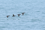 Four Harlequin Ducks flying, Husavik, Iceland