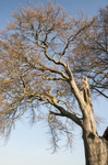 0829 Linley beeches