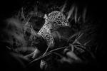 Jus' Chillin' RLP_0508bw